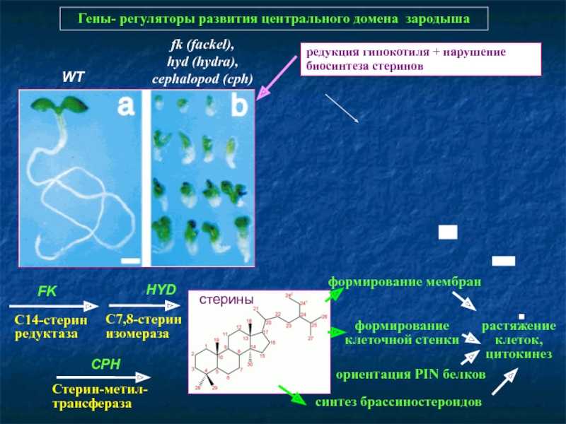 Ссылки для tor